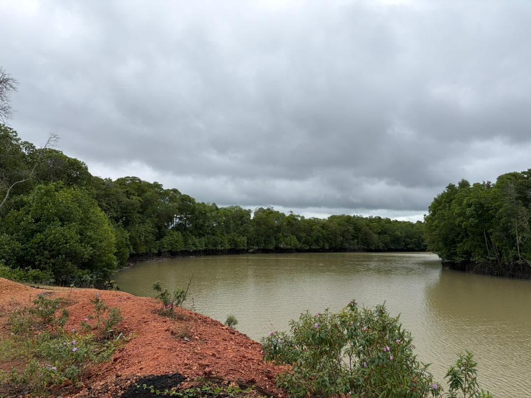 Malaysian mangrove landscape 3