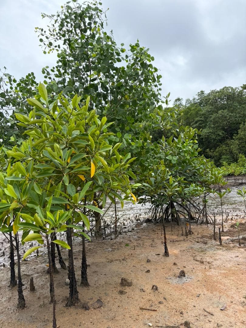 Malaysian mangrove landscape 4