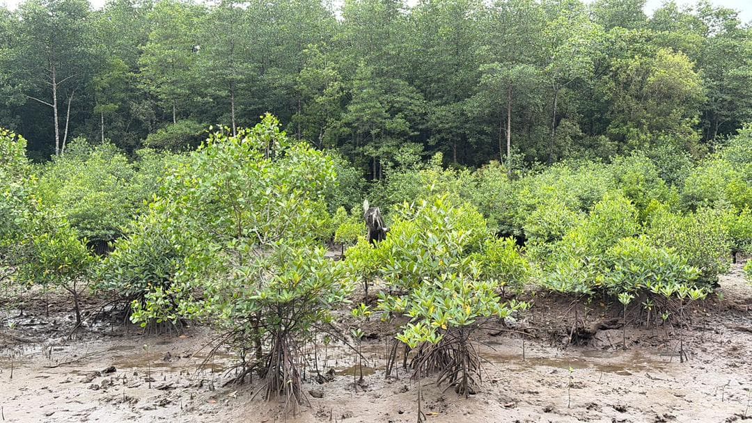 Malaysian mangrove landscape 5