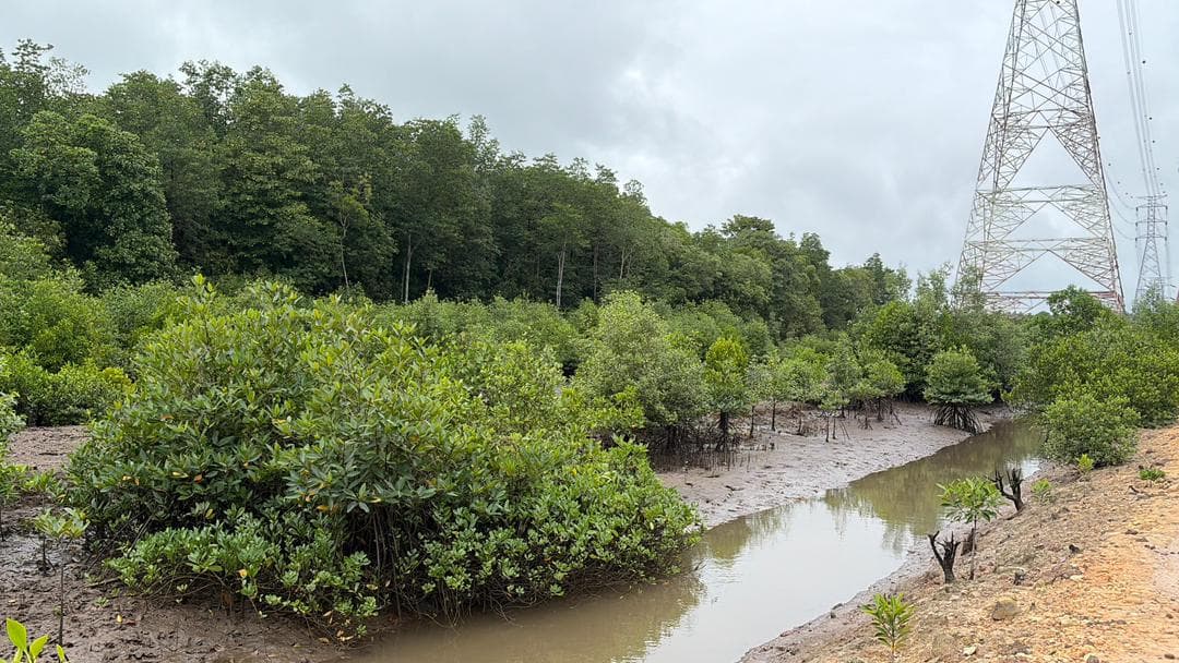 Malaysian mangrove landscape 6