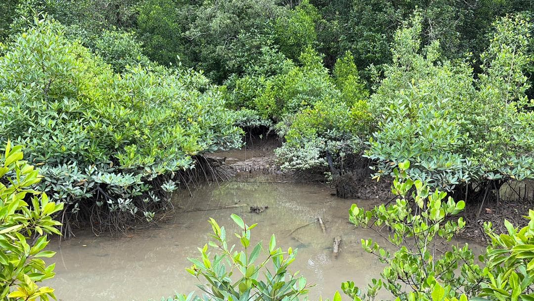 Malaysian mangrove landscape 7