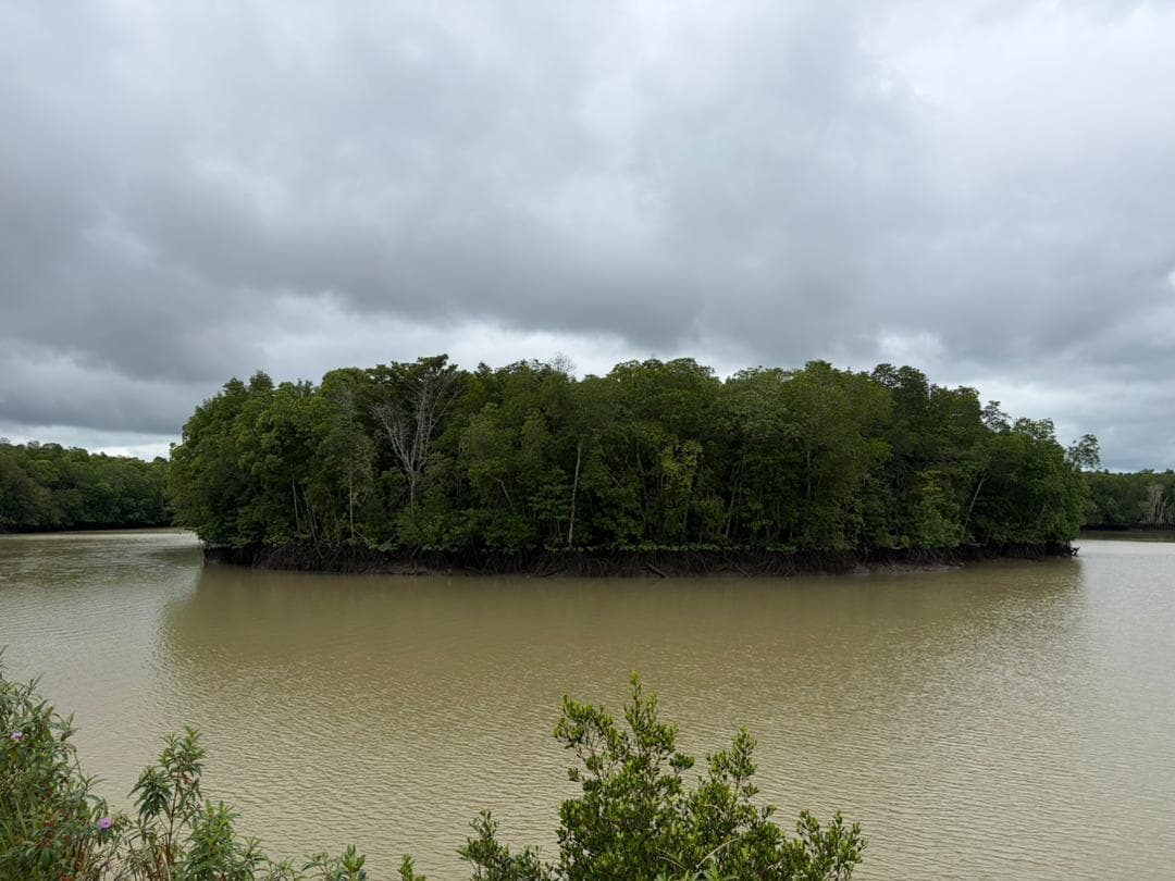Malaysian mangrove landscape 9