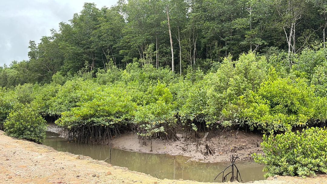 Malaysian mangrove landscape 11