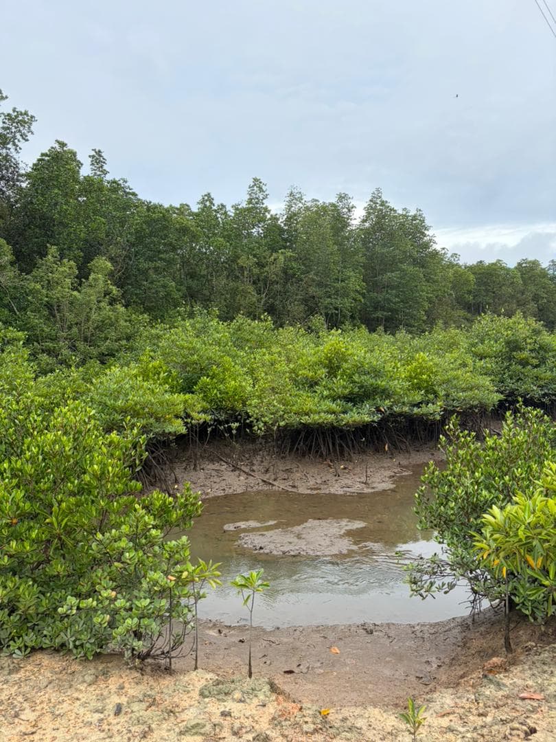 Malaysian mangrove landscape 12