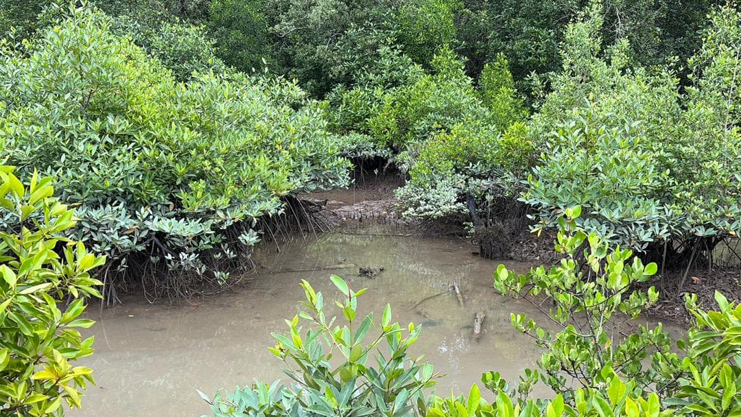 Malaysian mangrove landscape 13