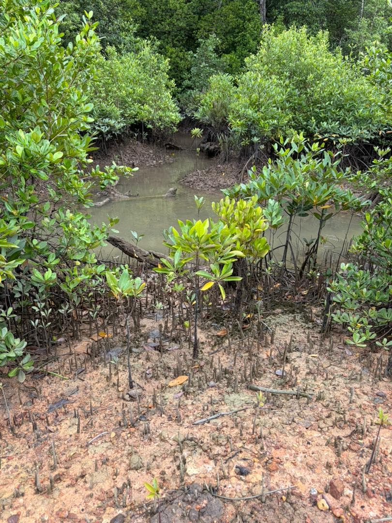 Malaysian mangrove landscape 16